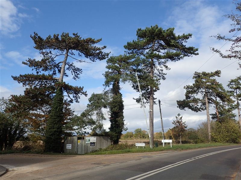 Paddock Wood web designer